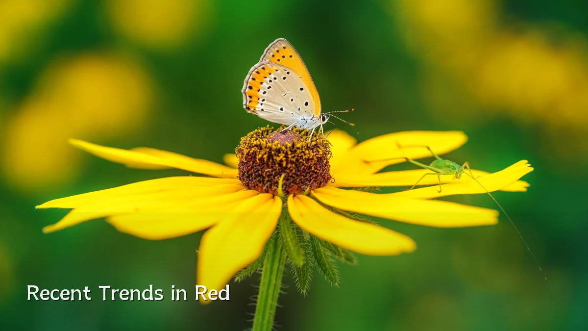 Recent Trends in Red