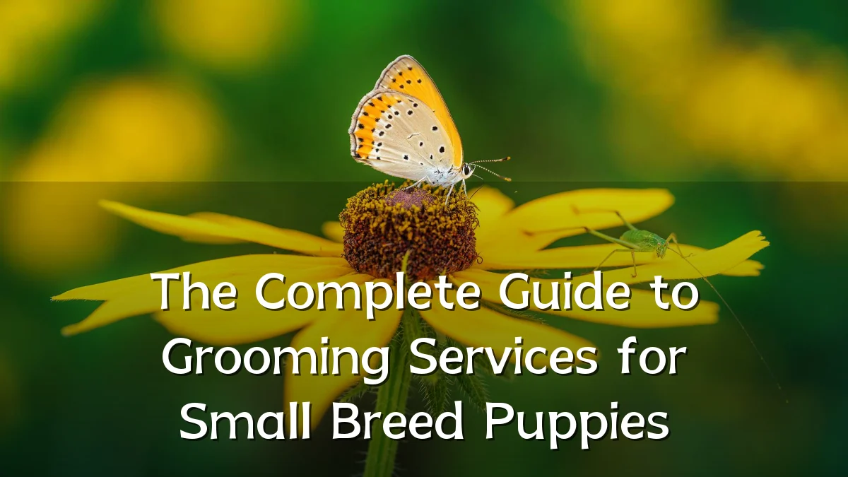 The Complete Guide to Grooming Services for Small Breed Puppies
